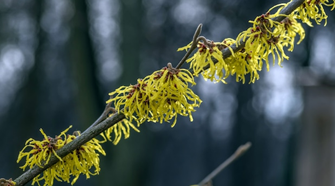 The Affordable Secret to Perfect Men's Skin: Witch Hazel