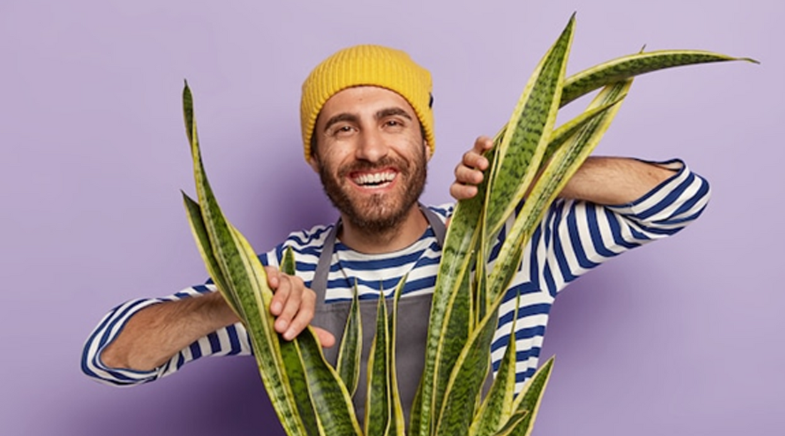 The Power of Aloe Vera: Protecting Men's Skin from Pollution and Sun Damage