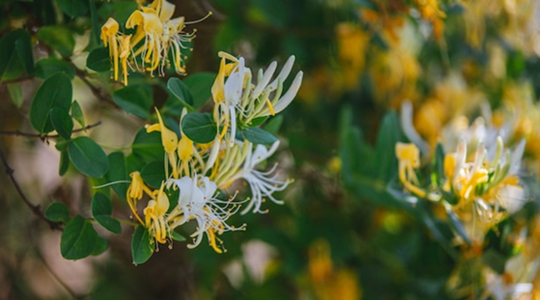 The Power of Witch Hazel: How It Can Transform Your Men's Skincare Routine