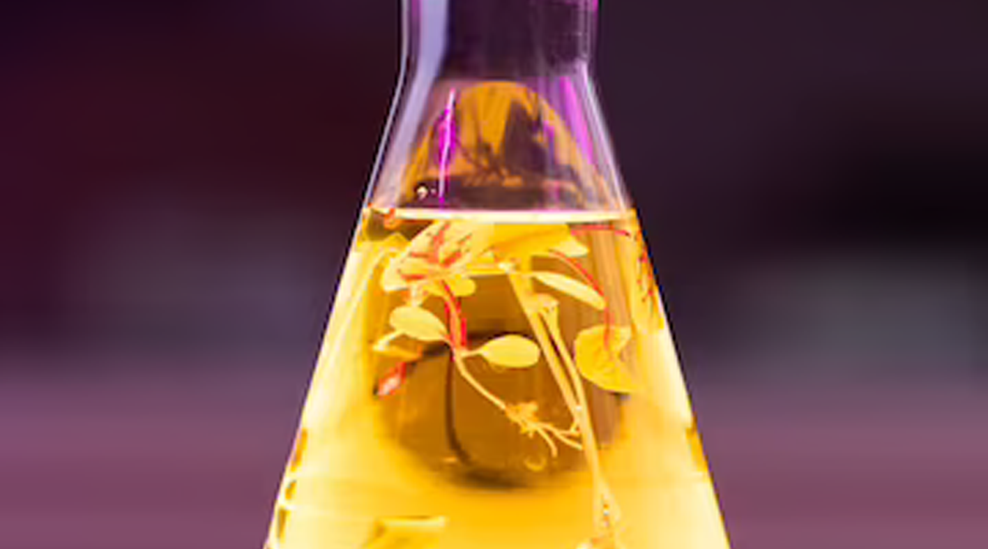 The Science of Safflower Oil How This Miracle Ingredient Can Transfor