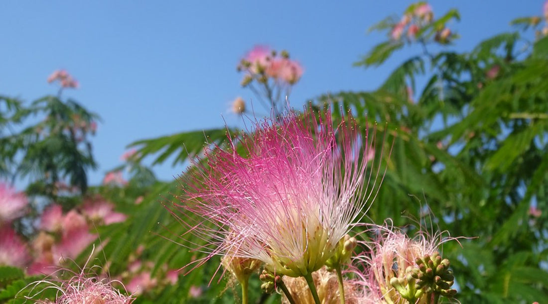 Unlocking the Beauty Secrets of Persian Silk Tree Extract: A Guide to Its Skincare Benefits